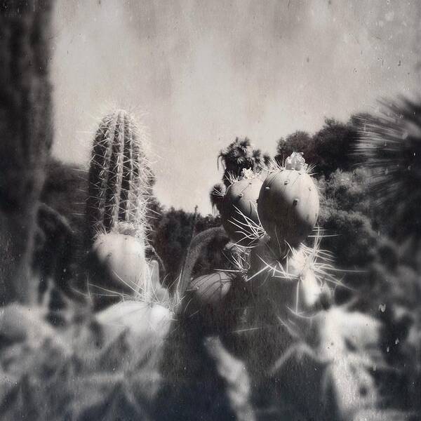 Cactus Poster featuring the photograph Cactus Flower 3 by Anne Thurston