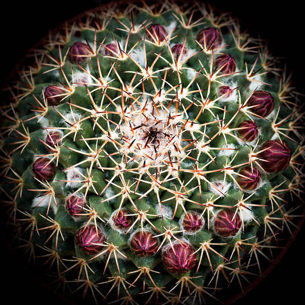 Cactus Poster featuring the photograph Cactus Flower by Catherine Lau