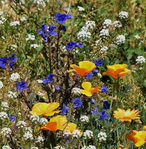 Linda Brody Poster featuring the photograph California Poppies and Bluebells 2 by Linda Brody