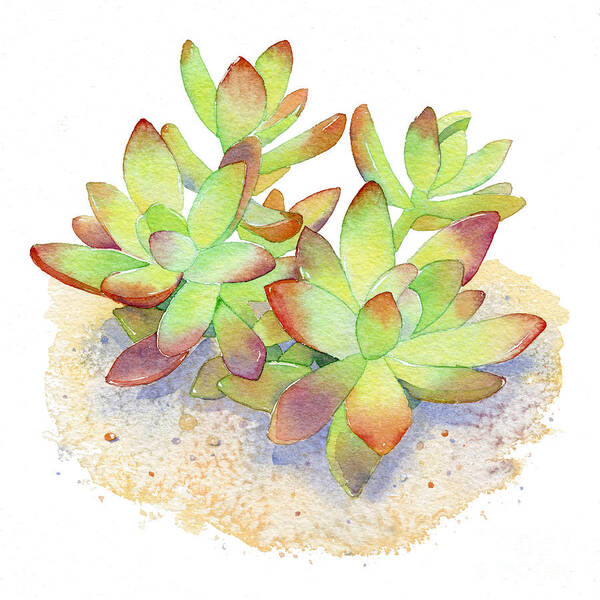 Succulent Poster featuring the painting California Sunset Succulent by Laura Nikiel