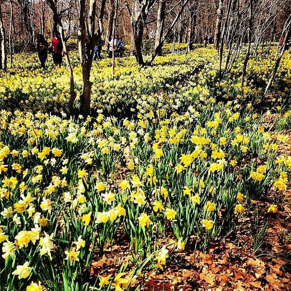 Life Poster featuring the photograph Daffodil Field by Kate Arsenault 
