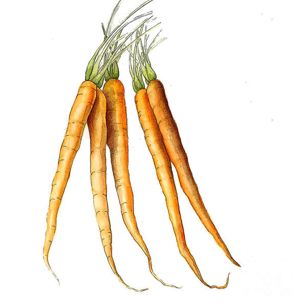 Graphic Poster featuring the painting Carrot Variation by Fran Henig