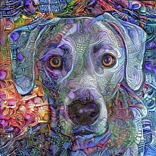 Lacy Dog Poster featuring the mixed media Cash the Blue Lacy Dog Closeup by Peggy Collins