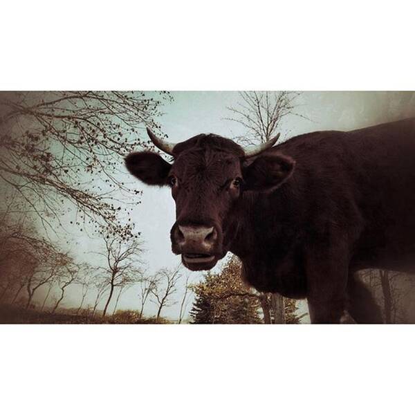 Zweige Poster featuring the photograph #cattle #kuh #rind #weide #herbst by Mandy Tabatt