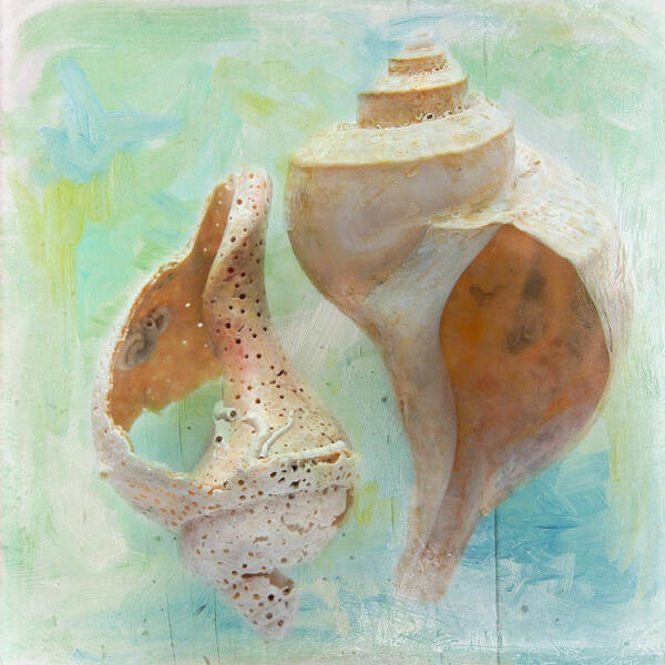 Cindi Ressler Poster featuring the photograph Channeled Whelks by Cindi Ressler