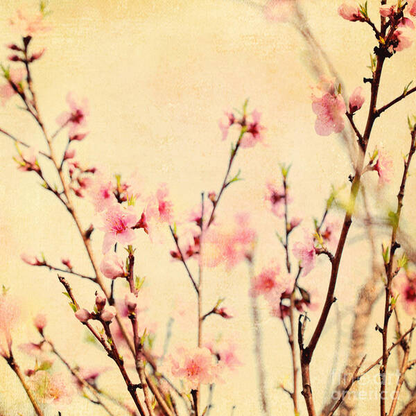 Enlightenment Poster featuring the photograph Cherry Blossoms by Kim Fearheiley