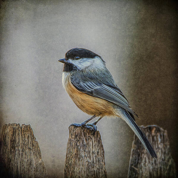 Chicadee Poster featuring the photograph Chicadee by Cathy Kovarik