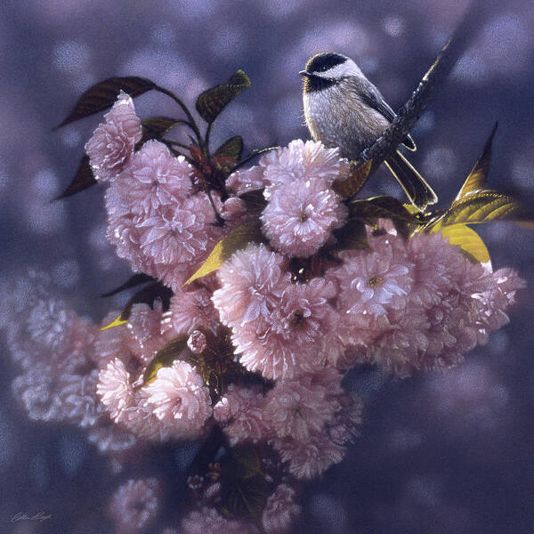 Chickadee Art Poster featuring the painting Chickadee - In Spring Pink by Collin Bogle