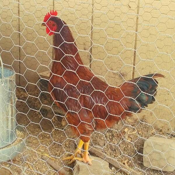 Coop Poster featuring the photograph #chicken In Da #coop 😊 #hen #rooster by Shari Warren