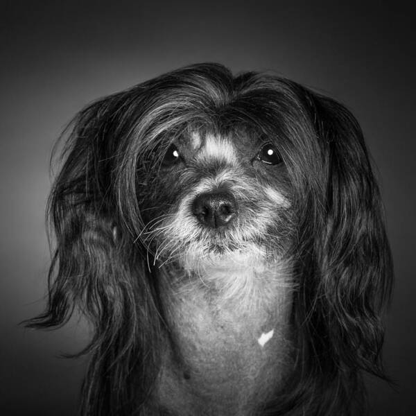 Dog Poster featuring the photograph Chinese Crested - 02 by Larry Carr