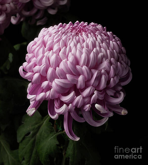 Flower Poster featuring the photograph Chrysanthemum by Ann Jacobson