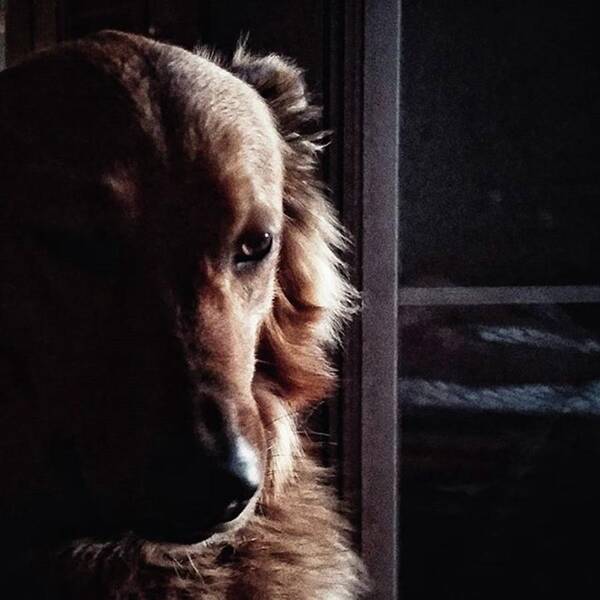 Portrait Poster featuring the photograph Chuvak
#portrait #dogsofinstagram #dog by Rafa Rivas