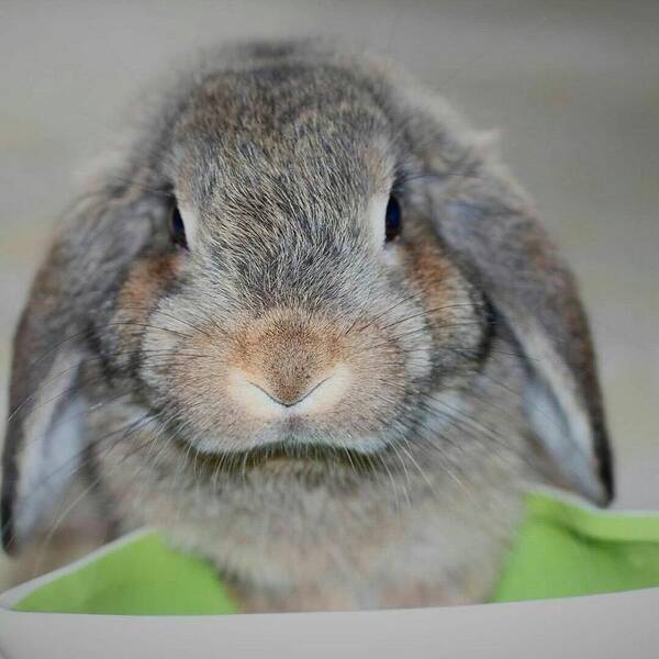 Bunnies Poster featuring the photograph Clever Bun by The Art Of Marilyn Ridoutt-Greene