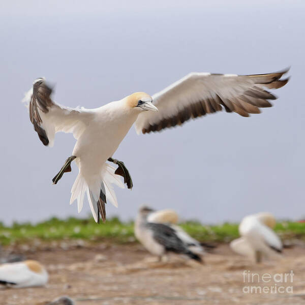 Gannet Poster featuring the photograph Coming in to Land by Werner Padarin