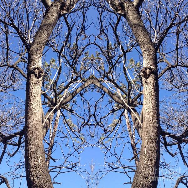 Conjoined Poster featuring the photograph Conjoined Tree Collage by Nora Boghossian