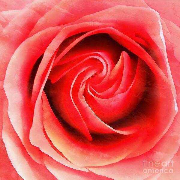 Rose Poster featuring the photograph Coral Rose - My Pleasure - Rose by Janine Riley