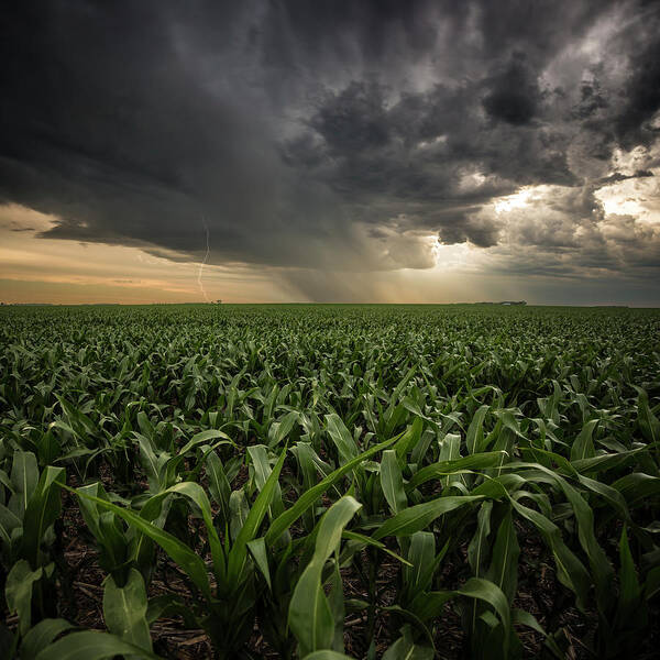 Field Poster featuring the photograph CORN and Lightning by Aaron J Groen