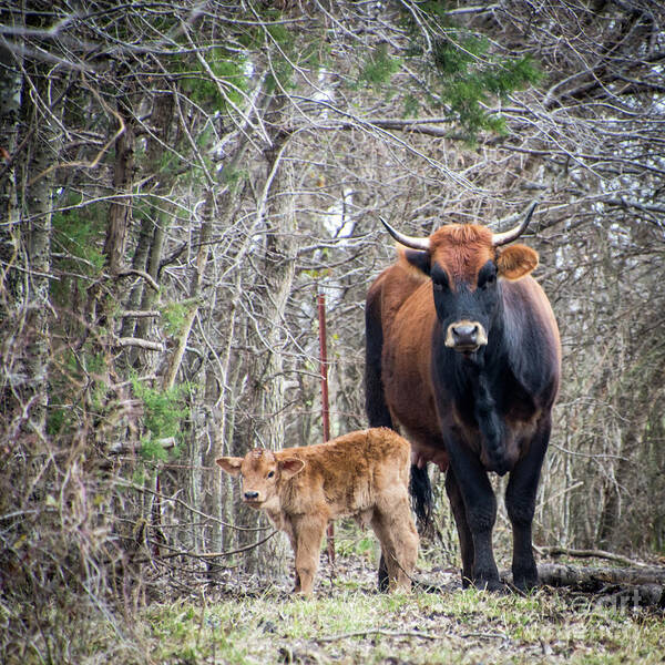 Cow Poster featuring the photograph Cow and Calf by Cheryl McClure