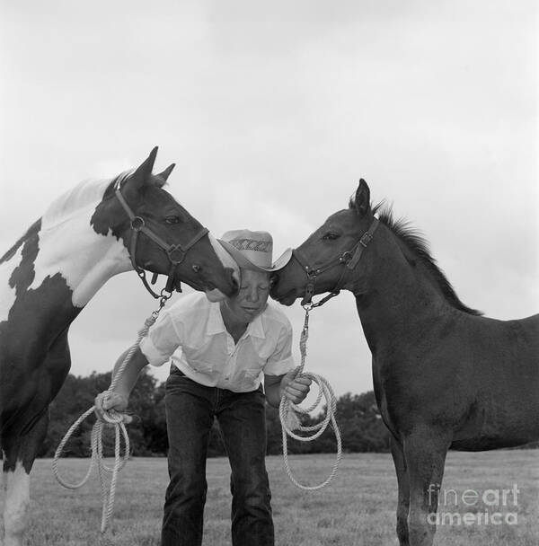 Adult Poster featuring the photograph Cowboy Between Two Horses, C.1960s by B. Taylor/ClassicStock