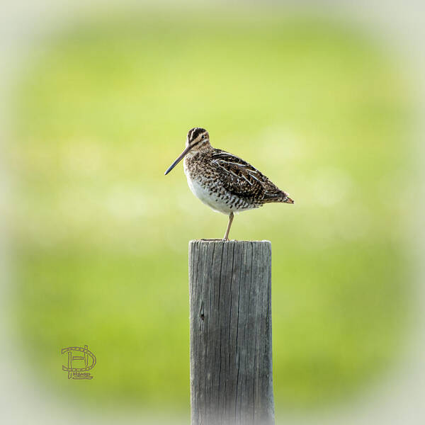  Poster featuring the photograph Common Snipe by Daniel Hebard