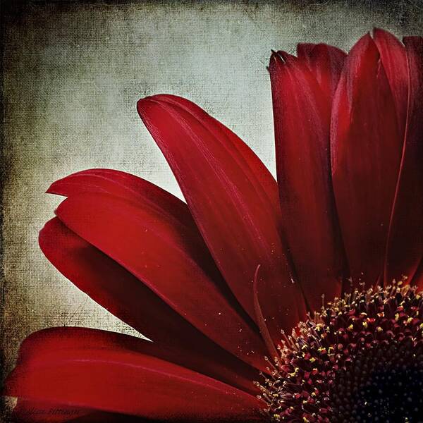 Chrysanthemum Poster featuring the photograph Crimson Drama Queen by Melissa Bittinger