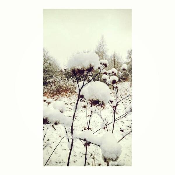 Plants Poster featuring the photograph Crowns Of Snow

#winter #snow #floral by Mandy Tabatt