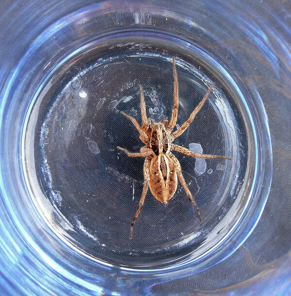 Spider Poster featuring the photograph D-A0012 Wolf Spider on Sonoma Mountain by Ed Cooper Photography