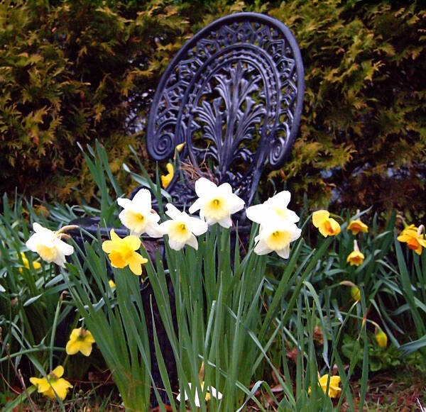 Spring Poster featuring the photograph Daffodil Garden by Newwwman
