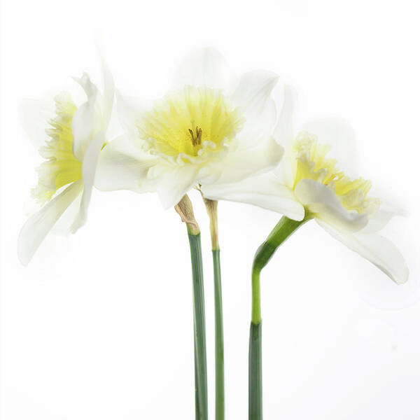 Daffodils Poster featuring the photograph Dafs by Rebecca Cozart