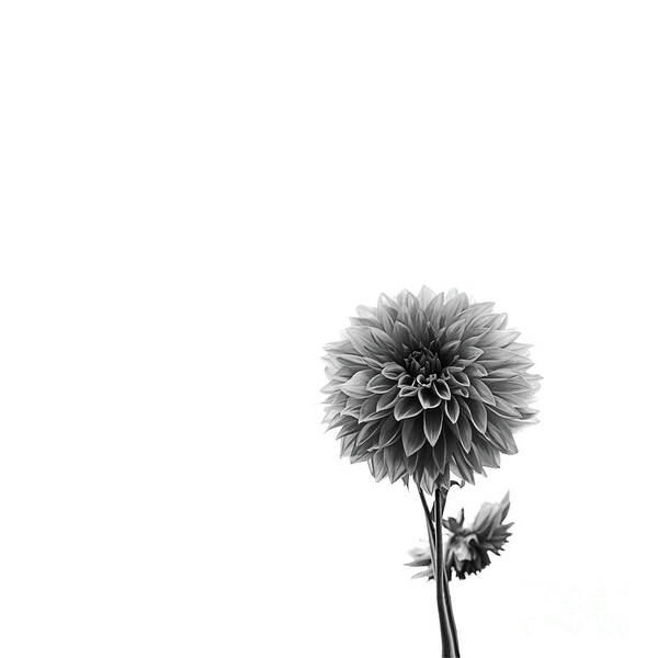 Dahlia Poster featuring the photograph Dahlia In Black And White 2 by Mark Alder