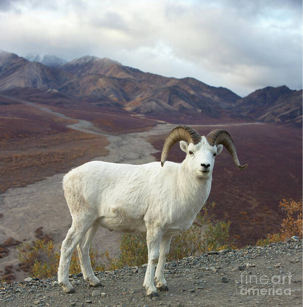 00440953 Poster featuring the photograph Dalls Sheep in Denali by Yva Momatiuk John Eastcott