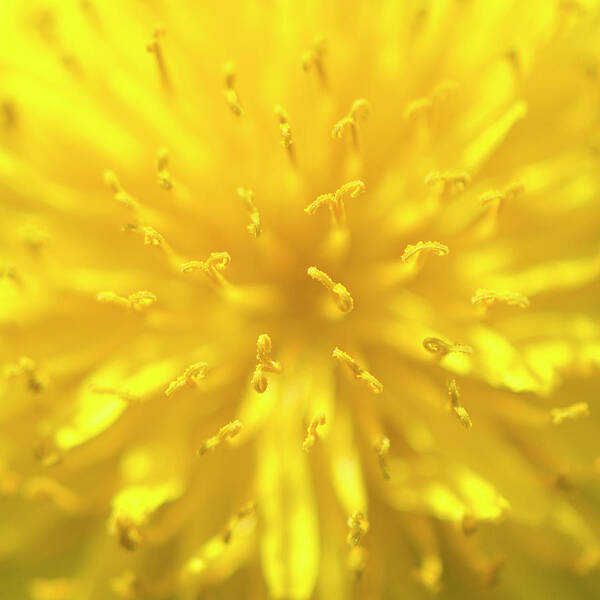 Yellow Poster featuring the photograph Dandelion extreme close-up by Karen Smale