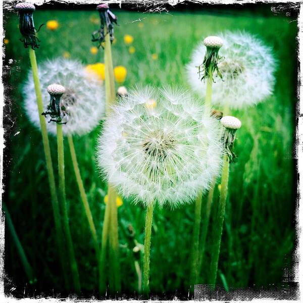 Dandelion Poster featuring the digital art Dandelion Glory by Kevyn Bashore