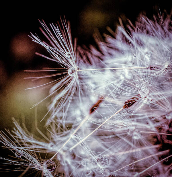 Dandelion Poster featuring the photograph Dandelion macro by Lilia S