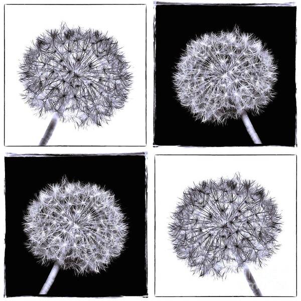Dandelion Poster featuring the photograph Dandelion Quadrant BW I by Jack Torcello