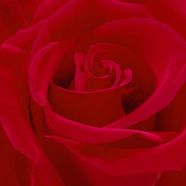 Red Rose Poster featuring the photograph Deep Red Rose by Mike McGlothlen