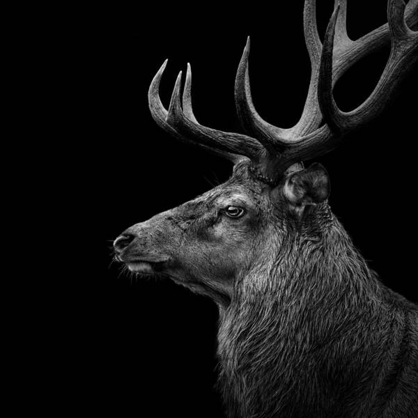 Deer Poster featuring the photograph Deer In Black And White by Lukas Holas