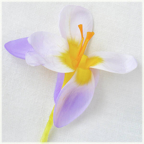 Crocus Poster featuring the photograph Delicate Art Of Crocus by Terence Davis