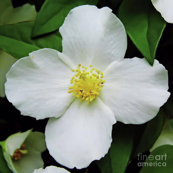 Dogwood Poster featuring the photograph Delicate Dogwood by D Hackett