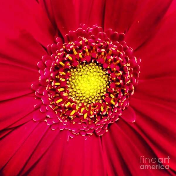 Flower Poster featuring the photograph Depth by Denise Railey
