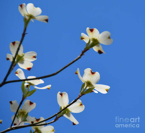 Flowering Tree Poster featuring the photograph Dogwood Blooms by Jan Gelders