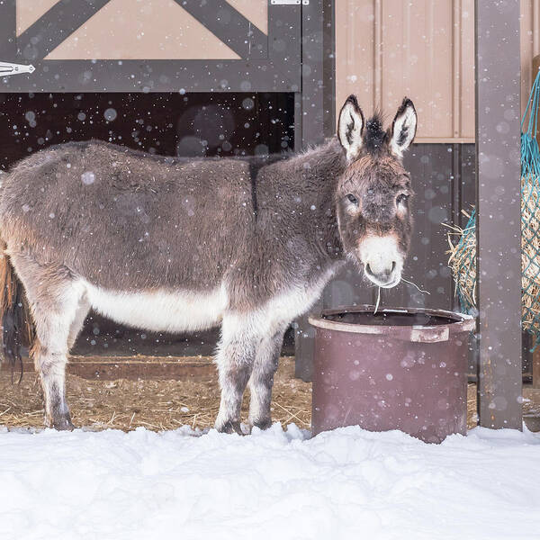 Donkey Poster featuring the photograph Donkey Watching It Snow by Jennifer Grossnickle