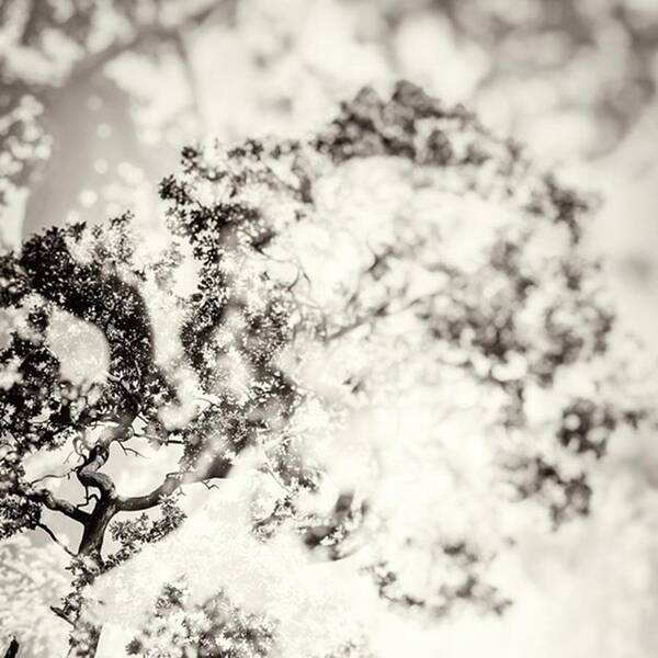 Bestoftheday Poster featuring the photograph Double Exposure Tree Abstract That by John Williams