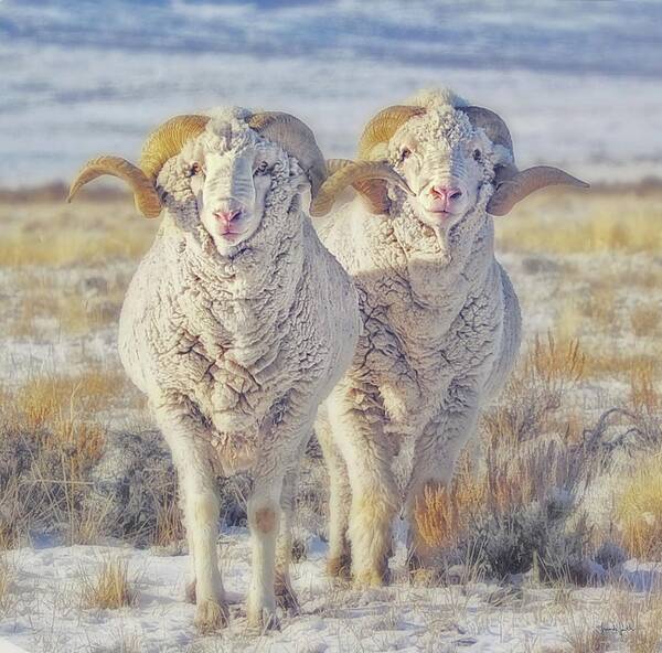 Sheep Poster featuring the photograph Double the Ram Power by Amanda Smith