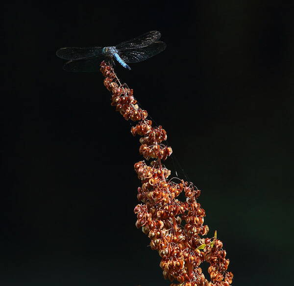 Dragonfly Poster featuring the photograph Flight of the Dragon by Brian Manfra