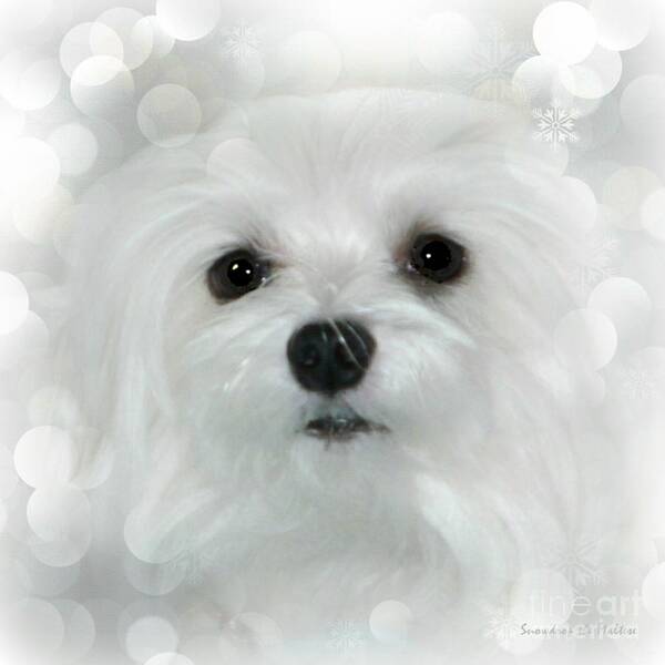 maltese Dog Poster featuring the photograph Dreams in White by Morag Bates
