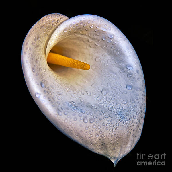 Dew Drops On Silver White Calla Lily Flower With Nature Floral Fine Art Photography Print Poster featuring the photograph Dew Drops On Silver White Calla Lily by Jerry Cowart