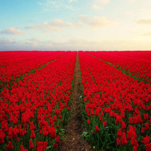 Tulip Poster featuring the photograph Dutch red Tulips by Anastasy Yarmolovich