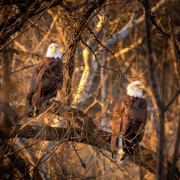 Eagle Poster featuring the photograph Eagles by Allin Sorenson