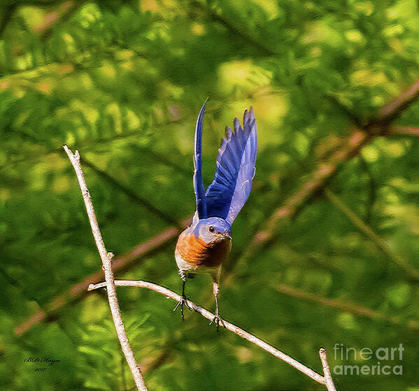 Bluebird Poster featuring the photograph Eastern Bluebird - Lift Off by DB Hayes